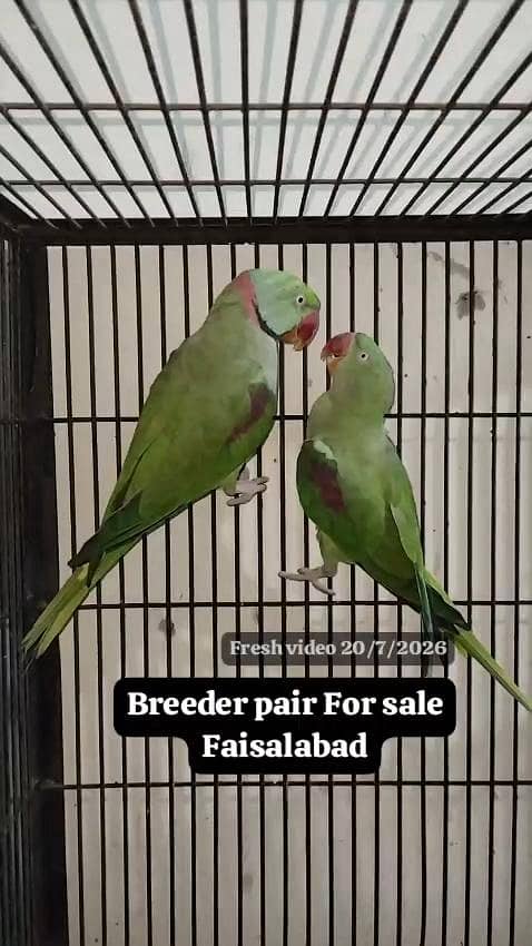 Raw Breeder pair 0