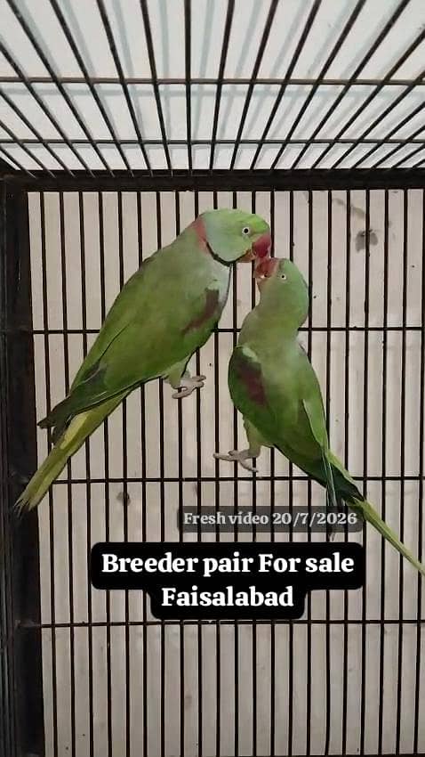 Raw Breeder pair 4