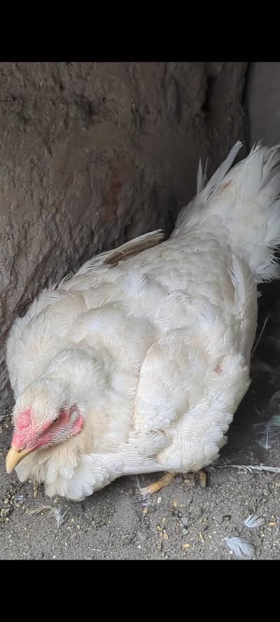 shamo female/shamo chicks/shamo patha/white shamo/German shamo/o shamo