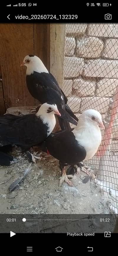 black karbalai pathy available location Muzaffarghr