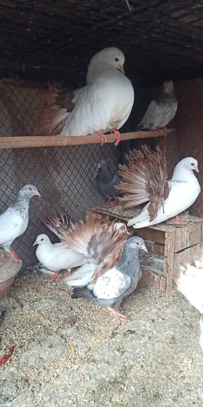 RED tail high quality pegions