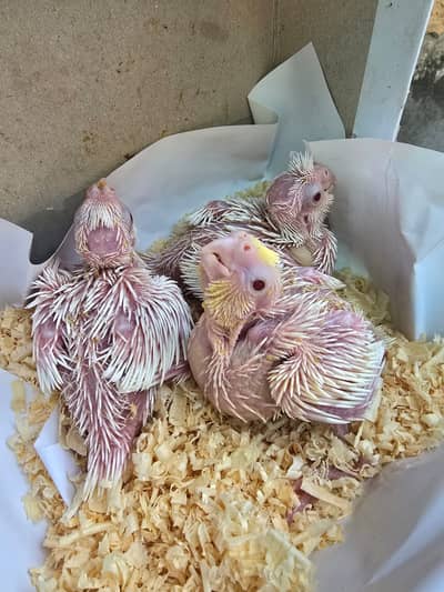 Cocktiel Parrots for Sale in Sialkot