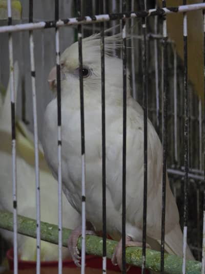 Cocktiel Parrots for Sale in Sialkot