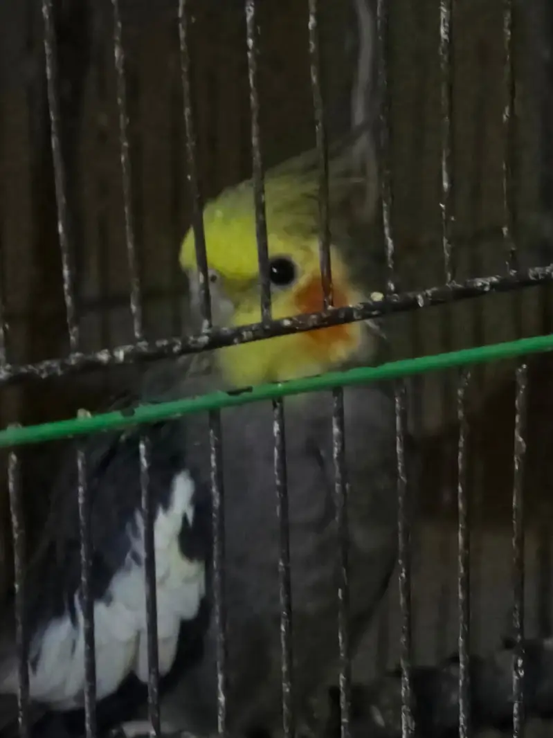 Cocktiel Parrots for Sale in Sialkot — photo 3