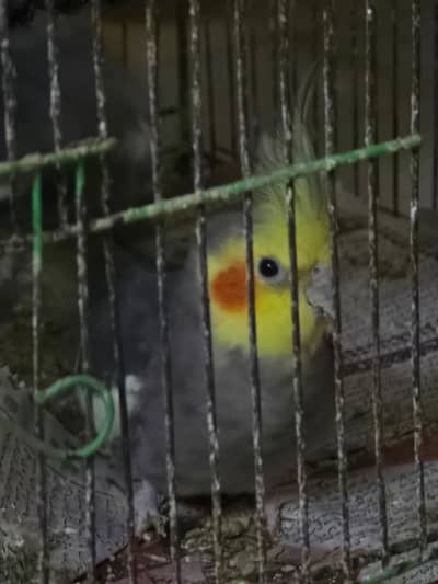 Cocktiel Parrots for Sale in Sialkot