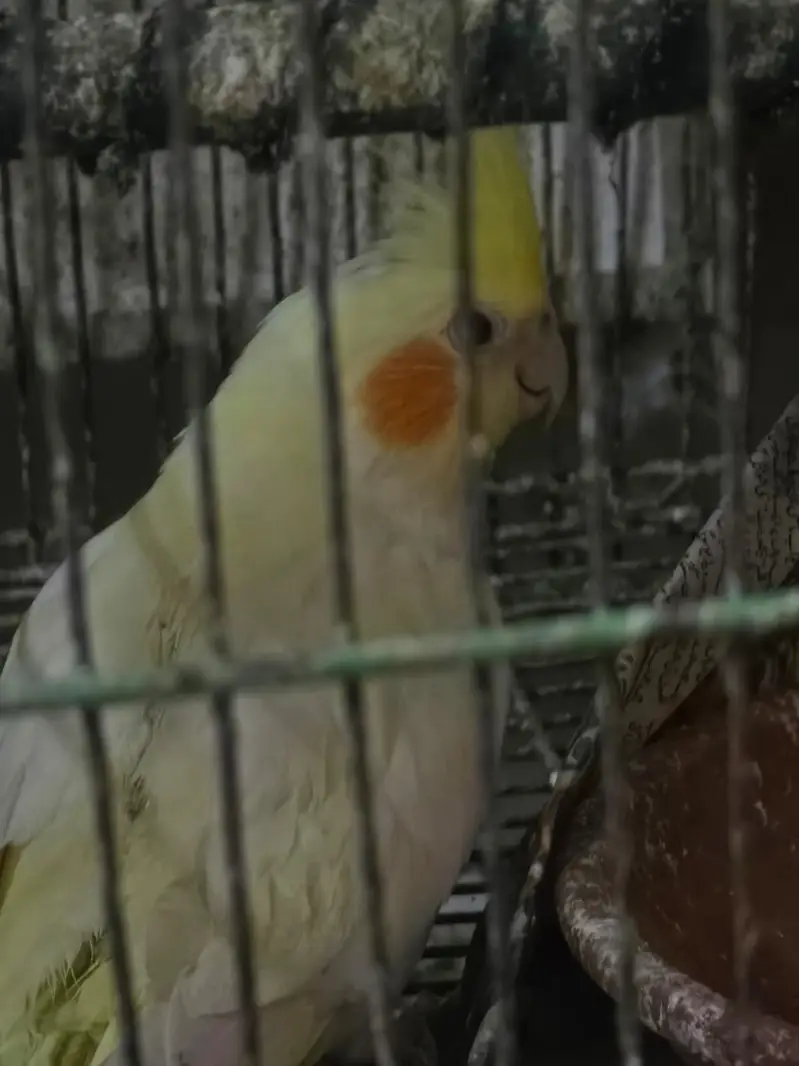 Cocktiel Parrots for Sale in Sialkot — photo 5