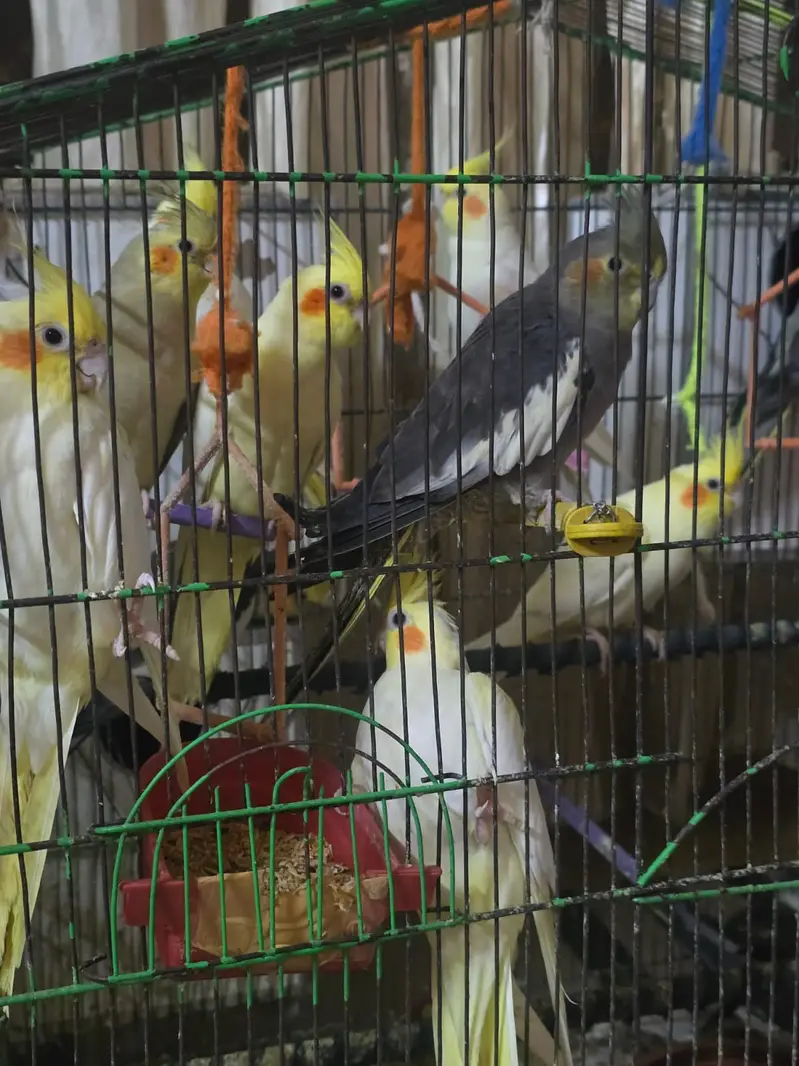 Cocktiel Parrots for Sale in Sialkot — photo 6