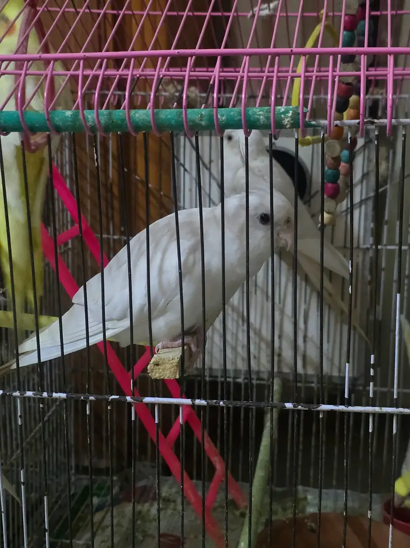 Cocktiel Parrots for Sale in Sialkot — photo 7