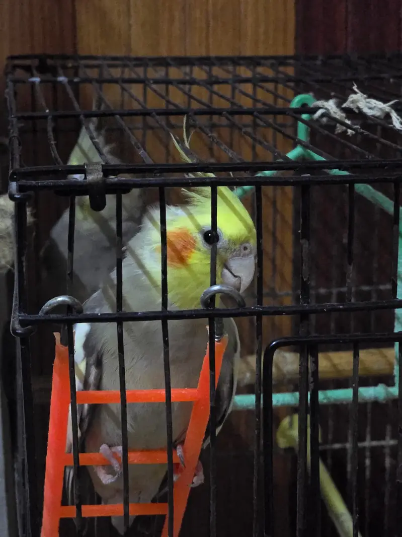 Cocktiel Parrots for Sale in Sialkot — photo 8