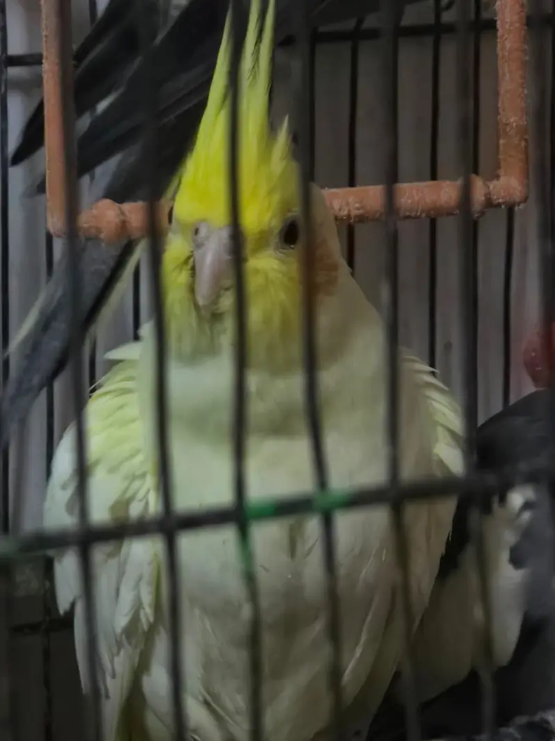 Cocktiel Parrots for Sale in Sialkot — photo 9
