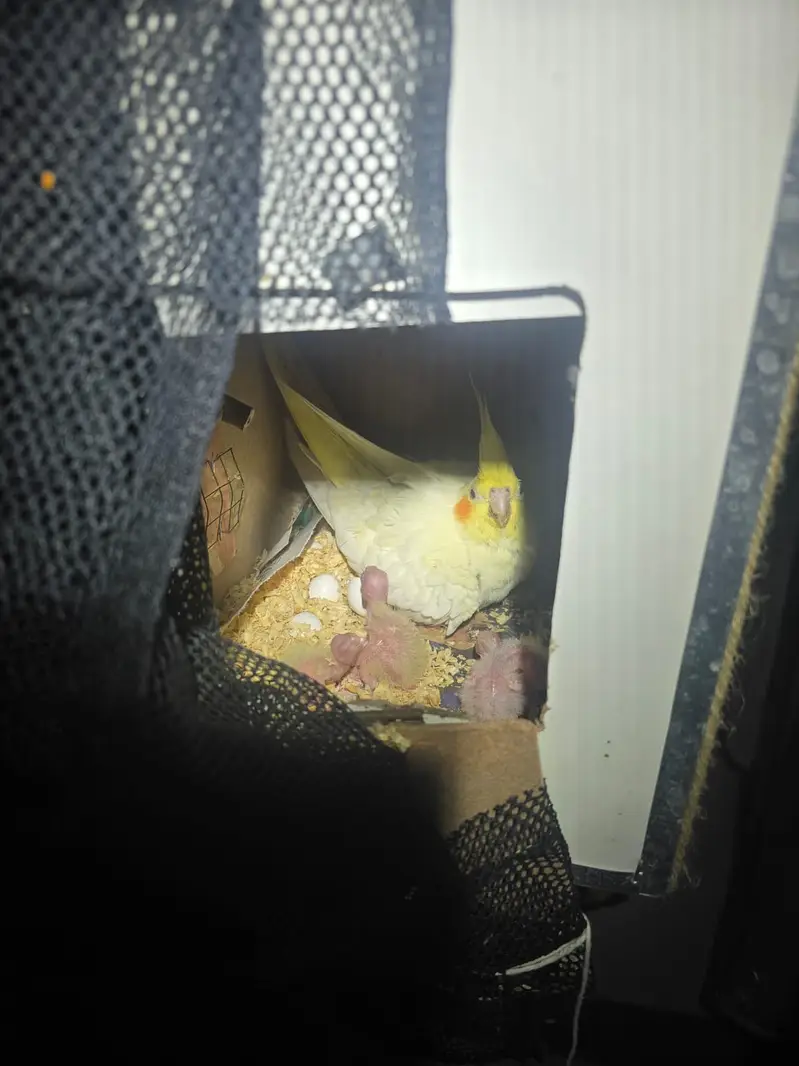 Cocktiel Parrots for Sale in Sialkot — photo 10