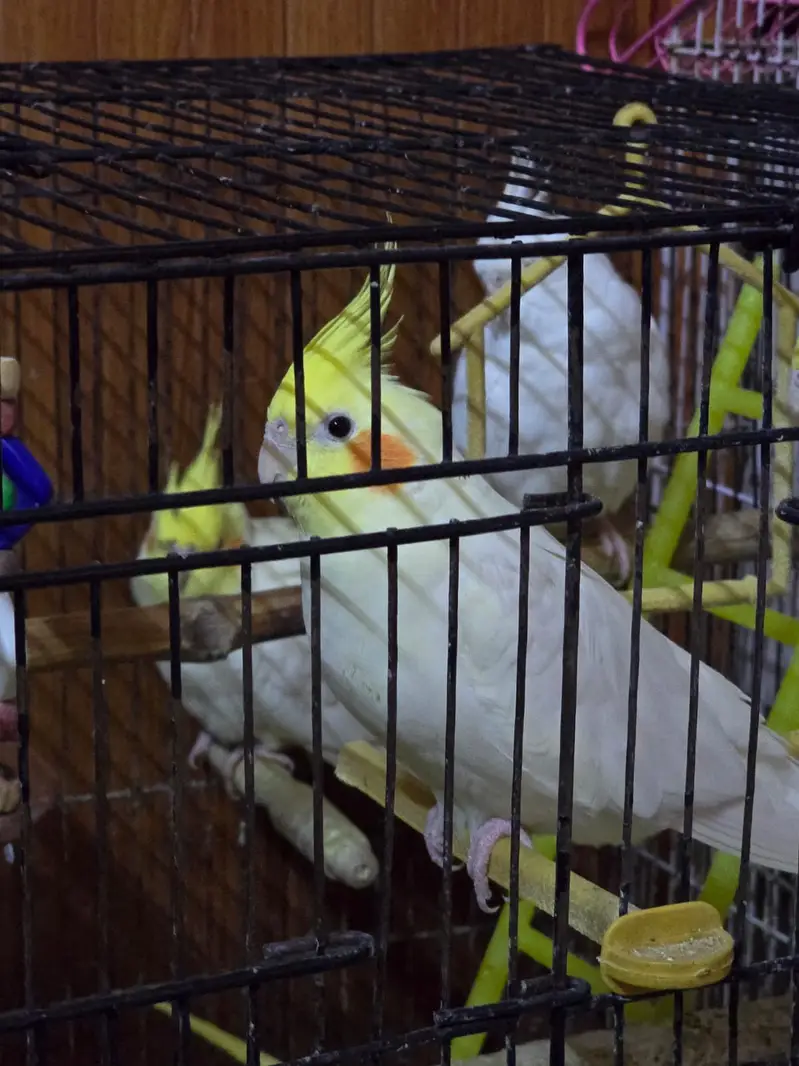 Cocktiel Parrots for Sale in Sialkot — photo 11