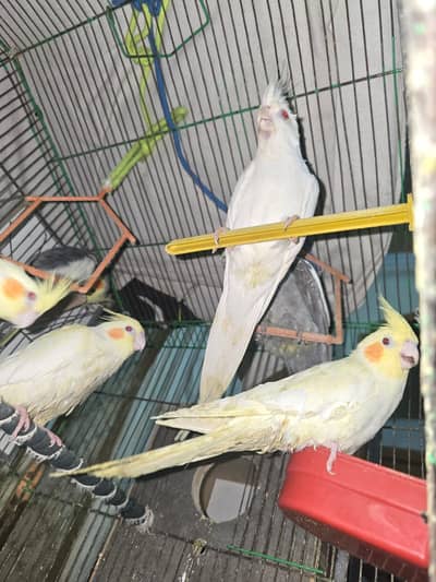 Cocktiel Parrots for Sale in Sialkot