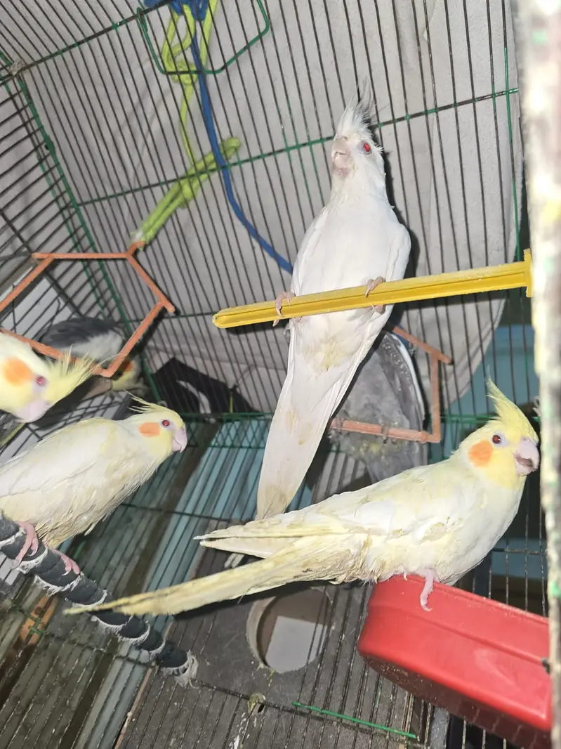 Cocktiel Parrots for Sale in Sialkot — photo 12