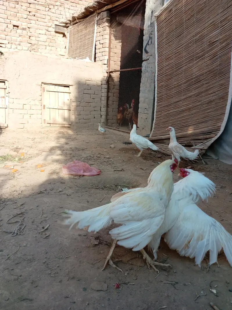 Heera Aseel — photo 3