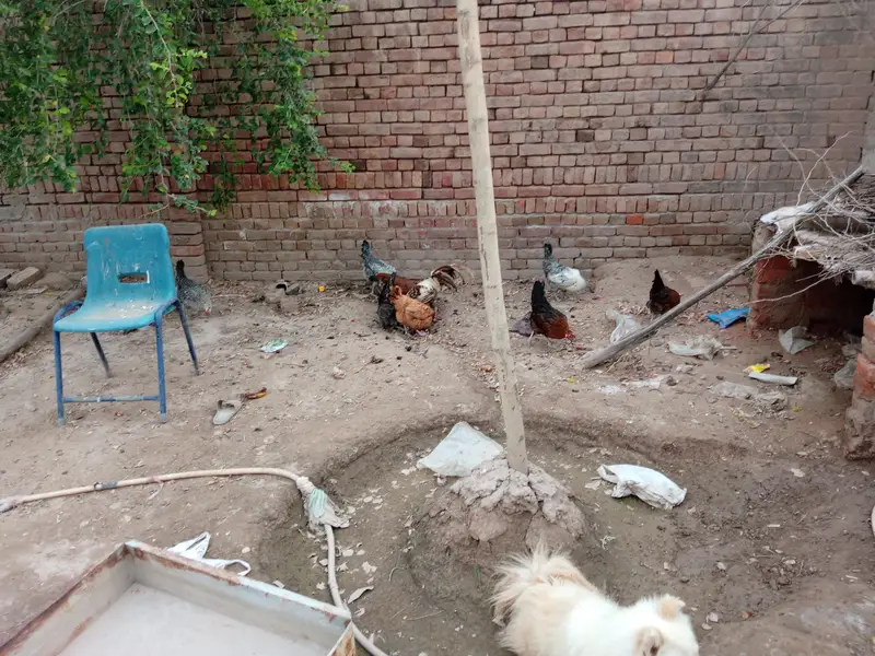 Heera Aseel — photo 4