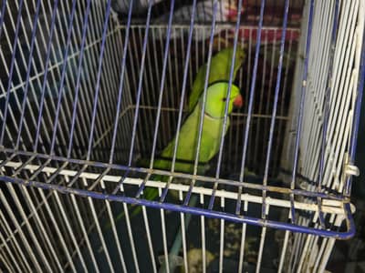 ringneck pair