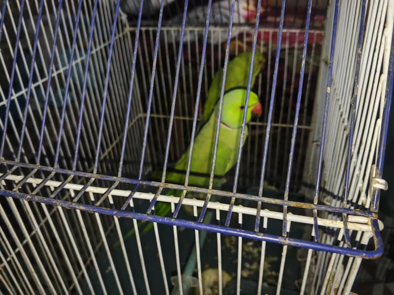 ringneck pair 0