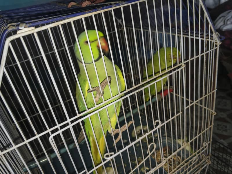 ringneck pair 1