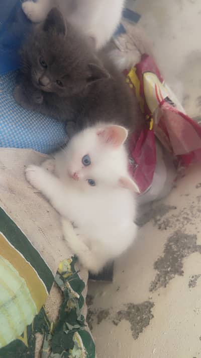 Kittens