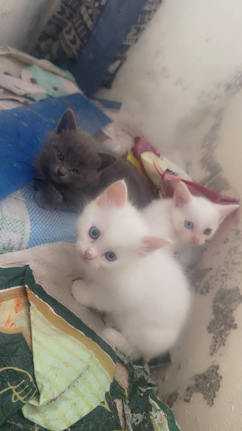 Kittens 1