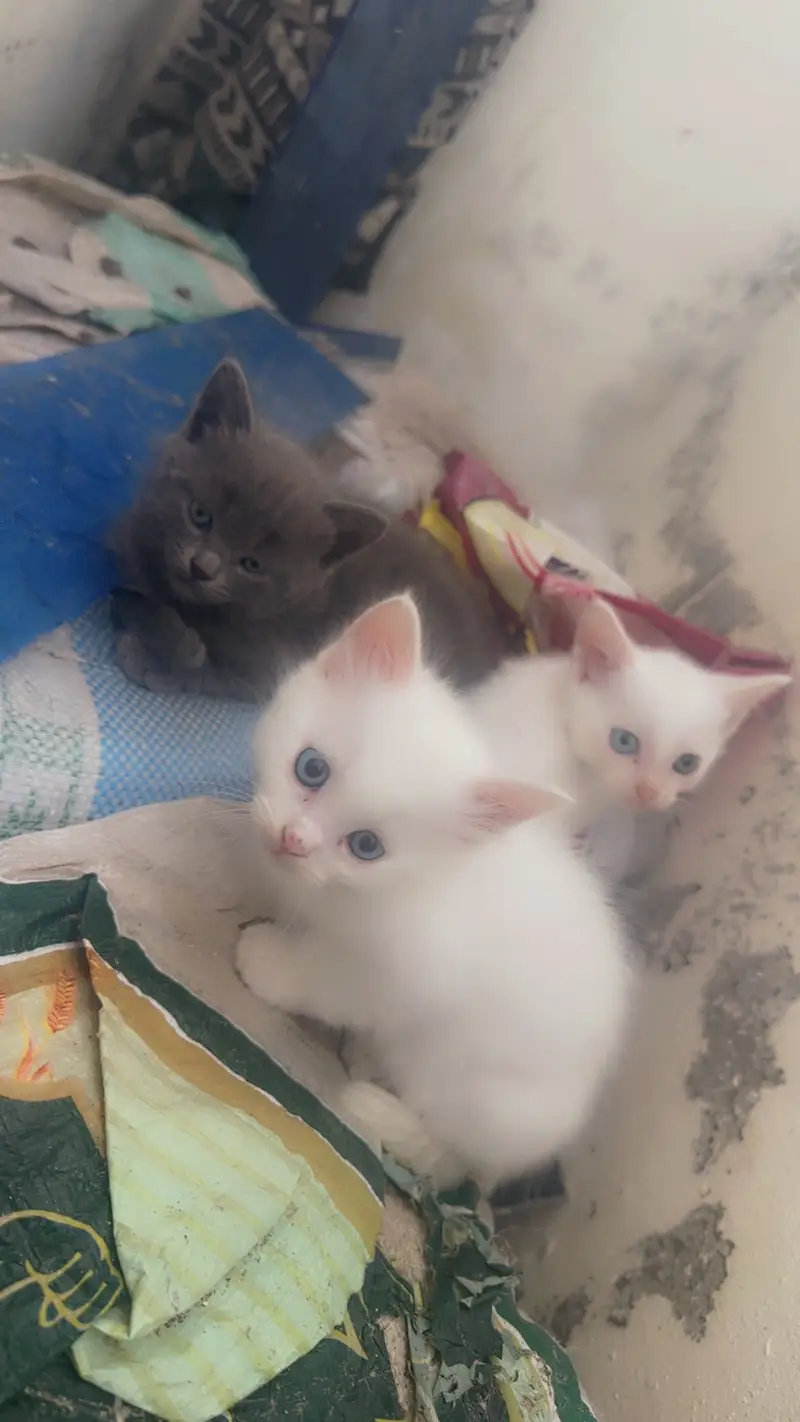 Kittens — photo 2