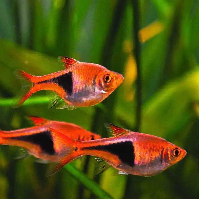 Fish and fish aquarium wholeslae price — photo 6