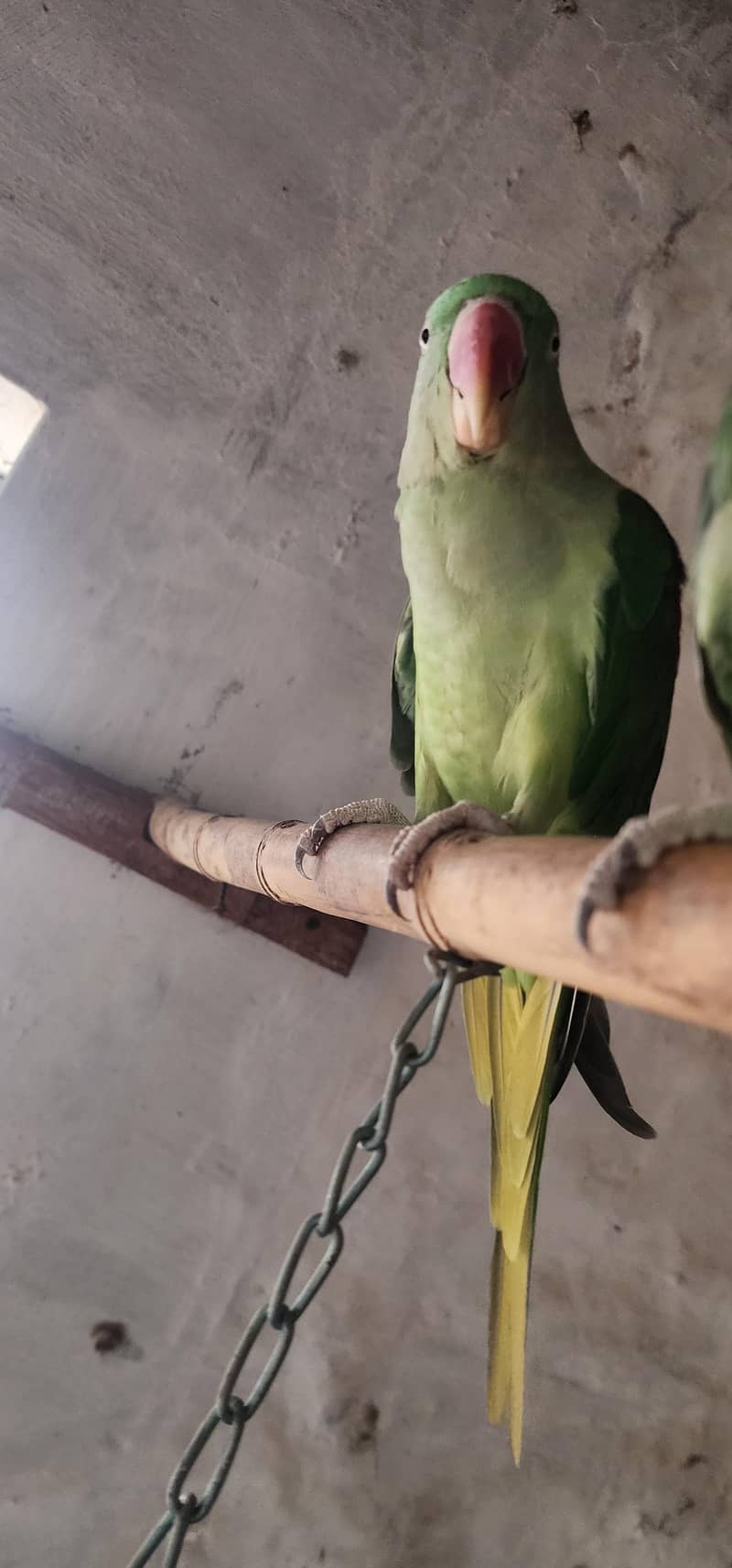 Raw parrot 0