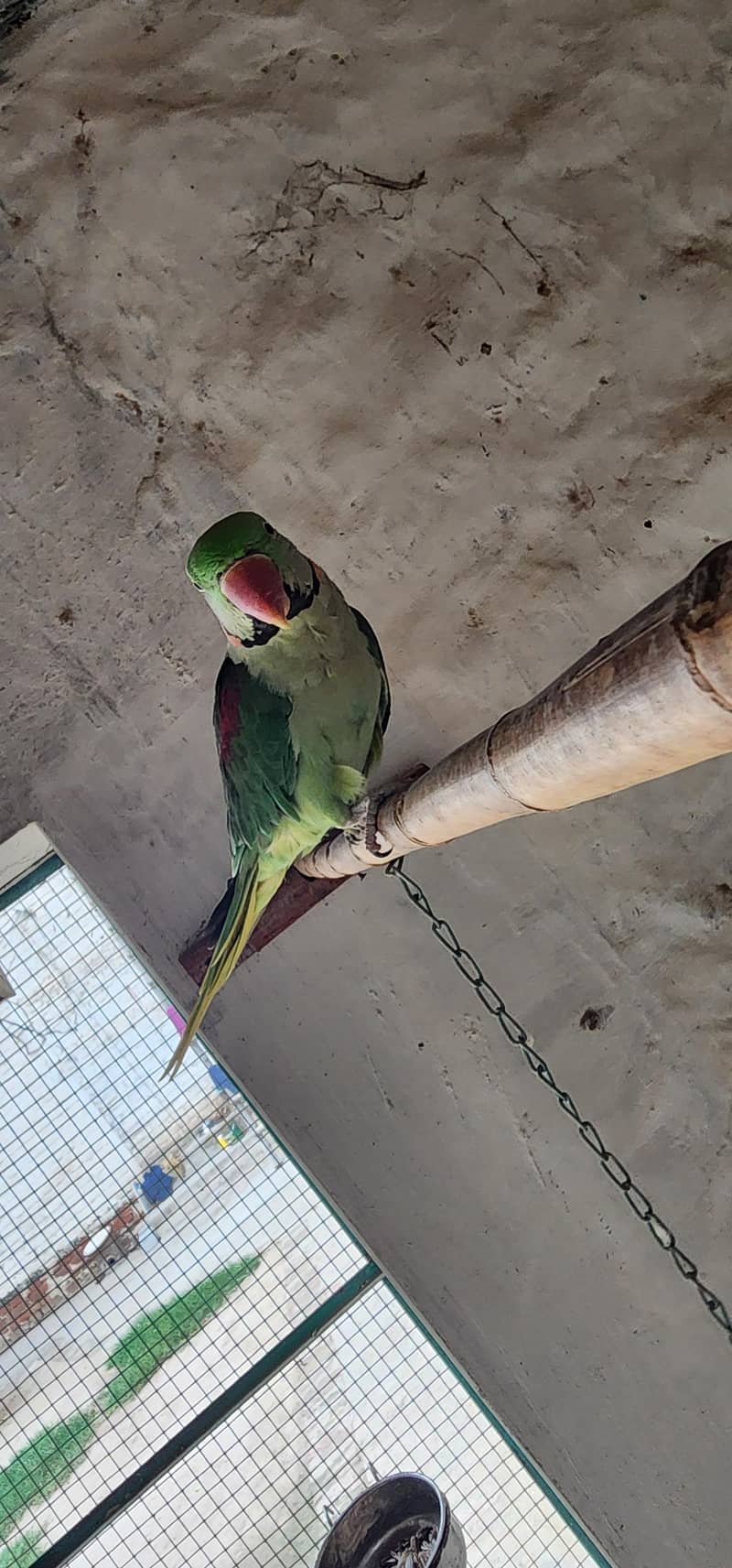 Raw parrot 1