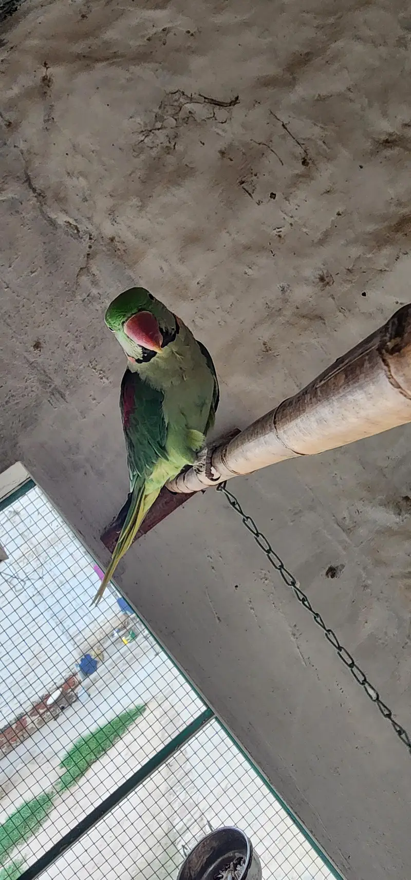 Raw parrot — photo 2