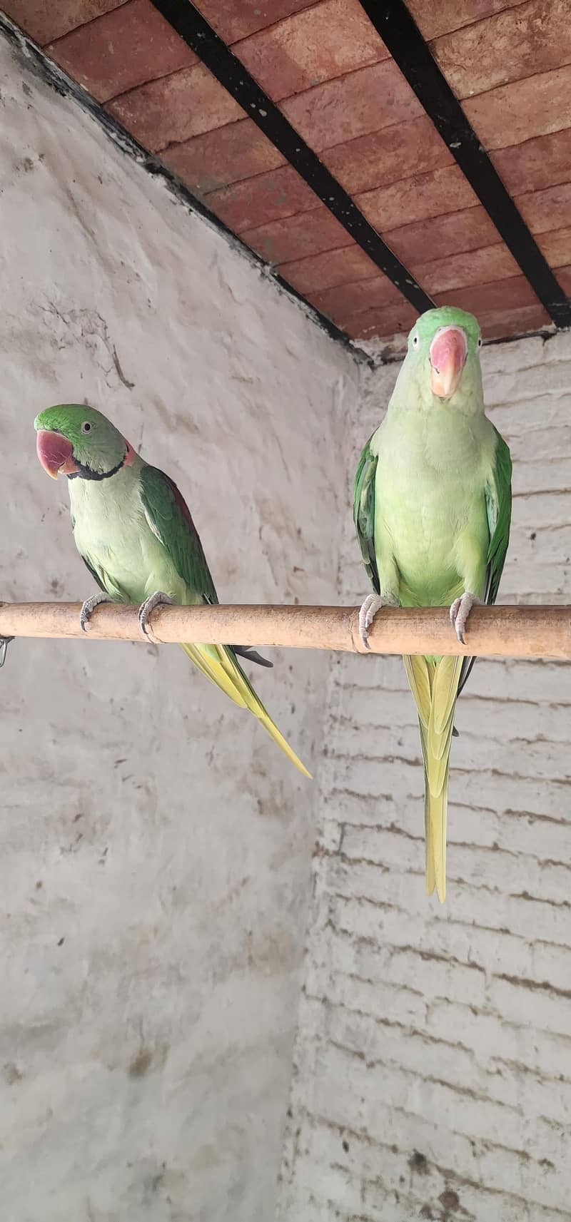 Raw parrot 2