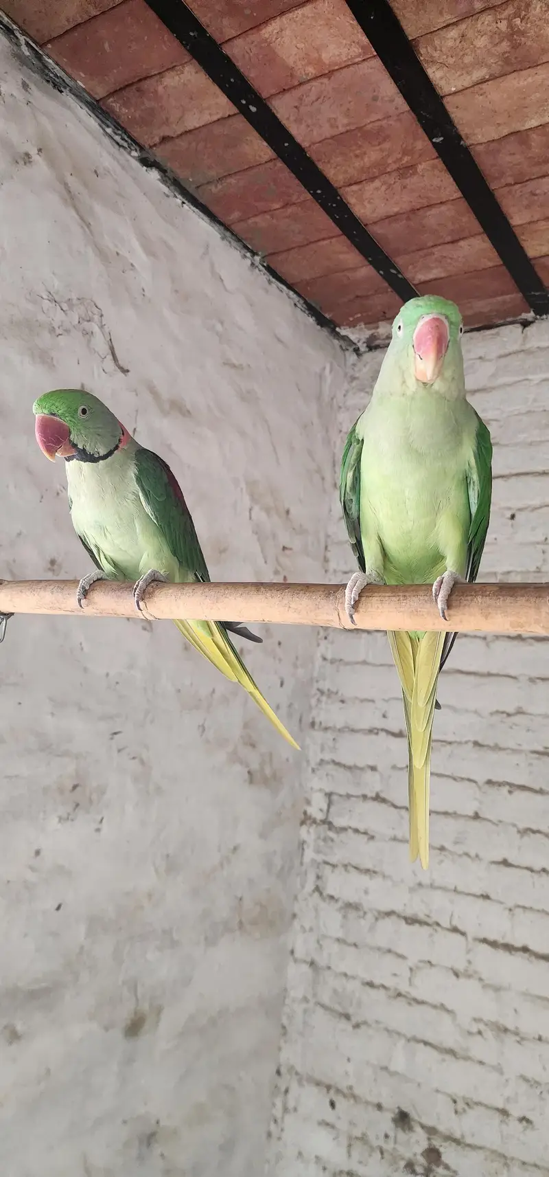 Raw parrot — photo 3