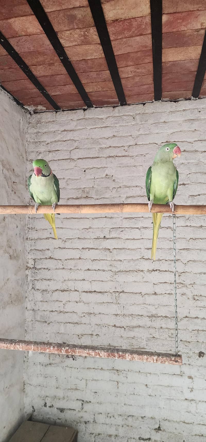 Raw parrot 3