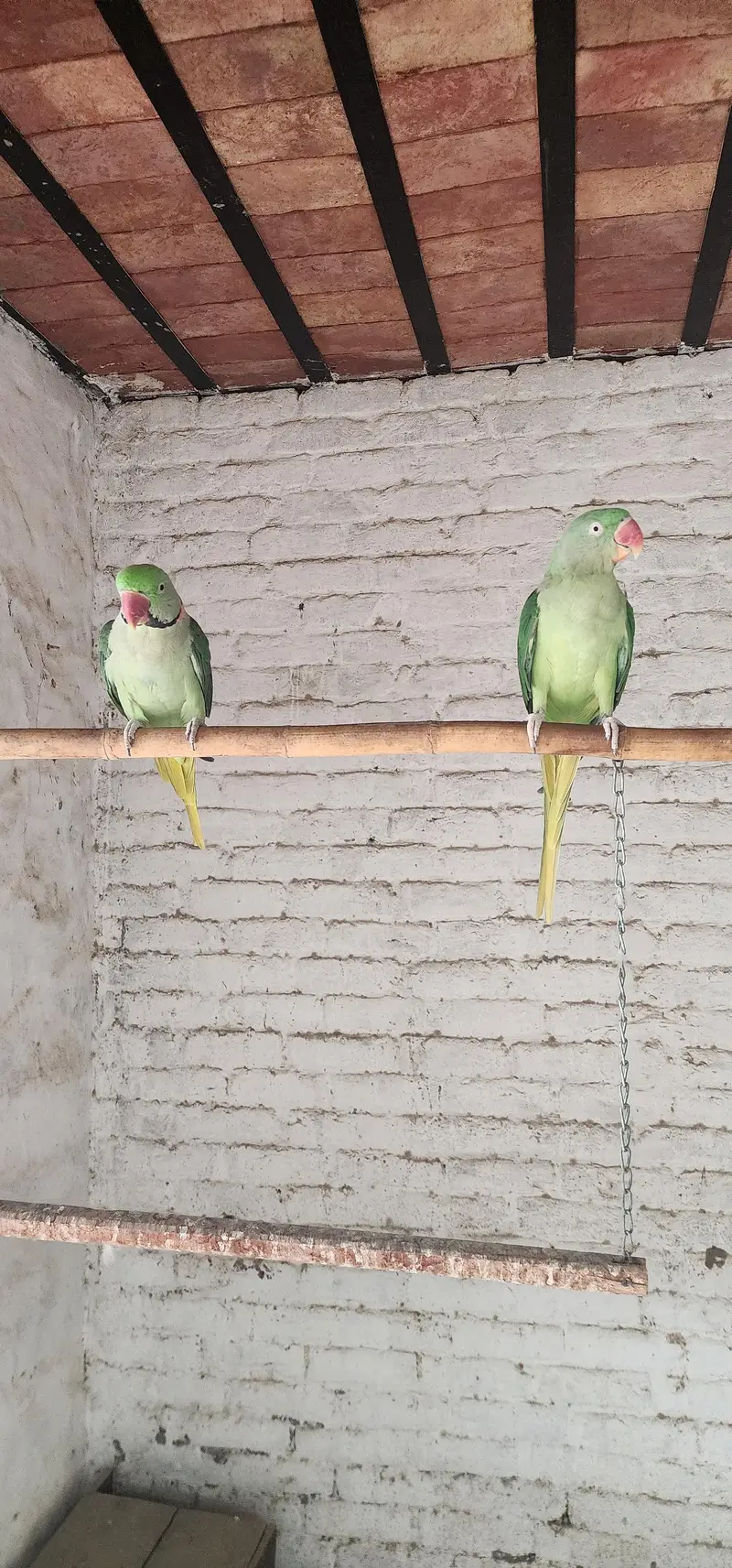 Raw parrot — photo 4