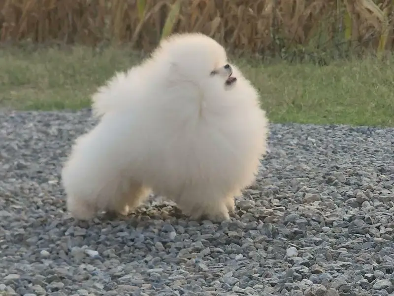 pomeranian — photo 2