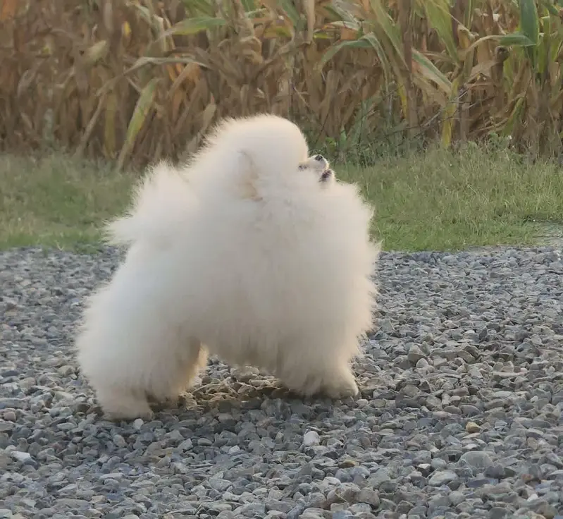 pomeranian — photo 3