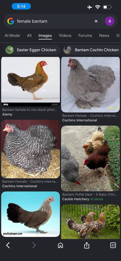 Urgently need female bantam any colour over 5 months