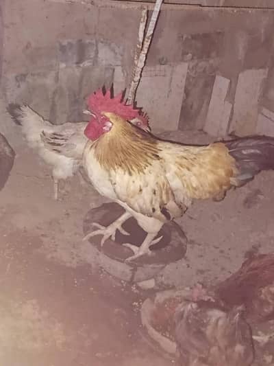 Male price 2000 Female price 1500