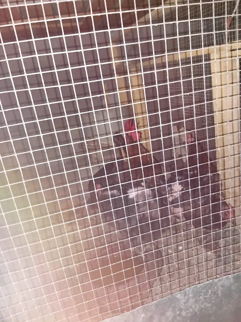 Male price 2000 Female price 1500 — photo 3