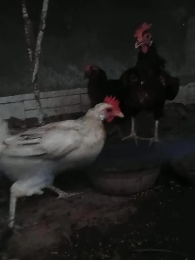Male price 2000 Female price 1500 — photo 4