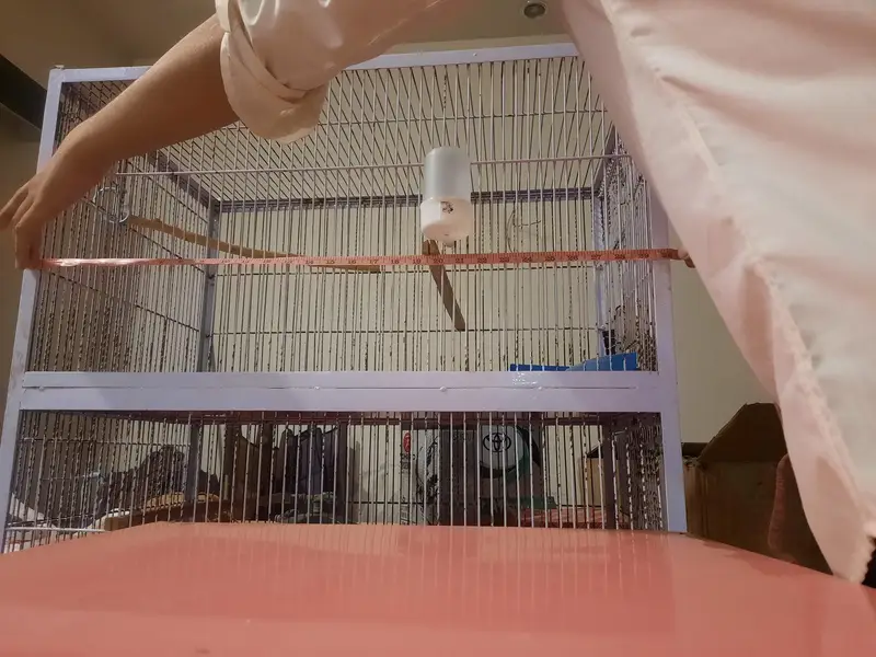 5 five portion Iron birds cage with tyre for sale for lovebirds birds — photo 7