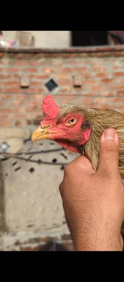 old blood miawali aseel  breeder (pair ) Madi Thai cross