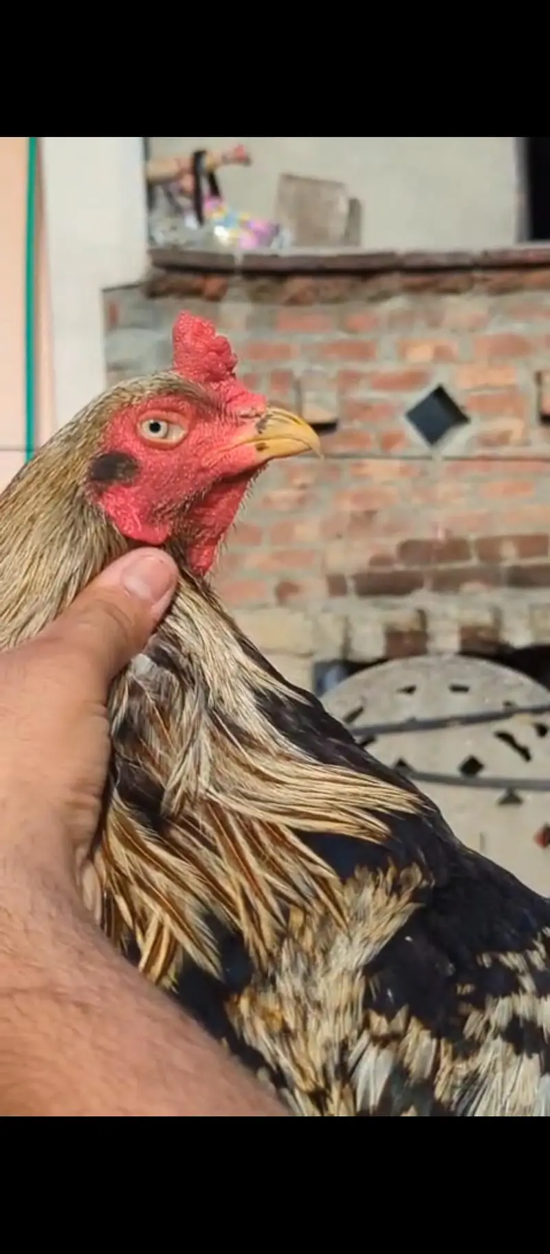 old blood miawali aseel  breeder (pair ) Madi Thai cross — photo 2