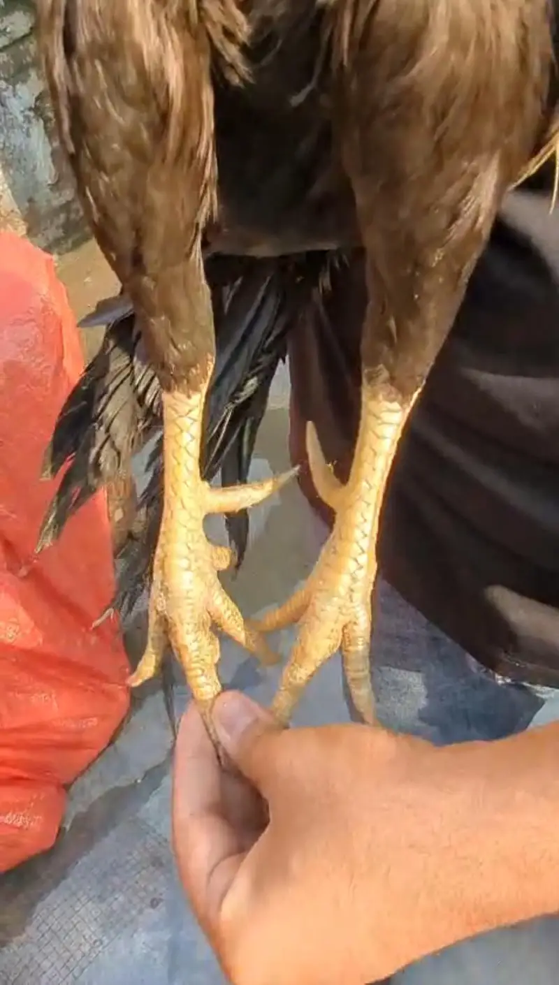 old blood miawali aseel  breeder (pair ) Madi Thai cross — photo 3