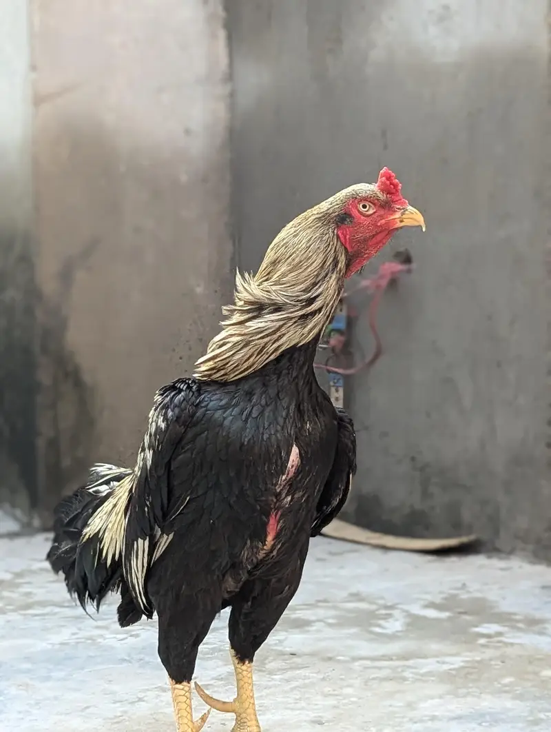 old blood miawali aseel  breeder (pair ) Madi Thai cross — photo 4