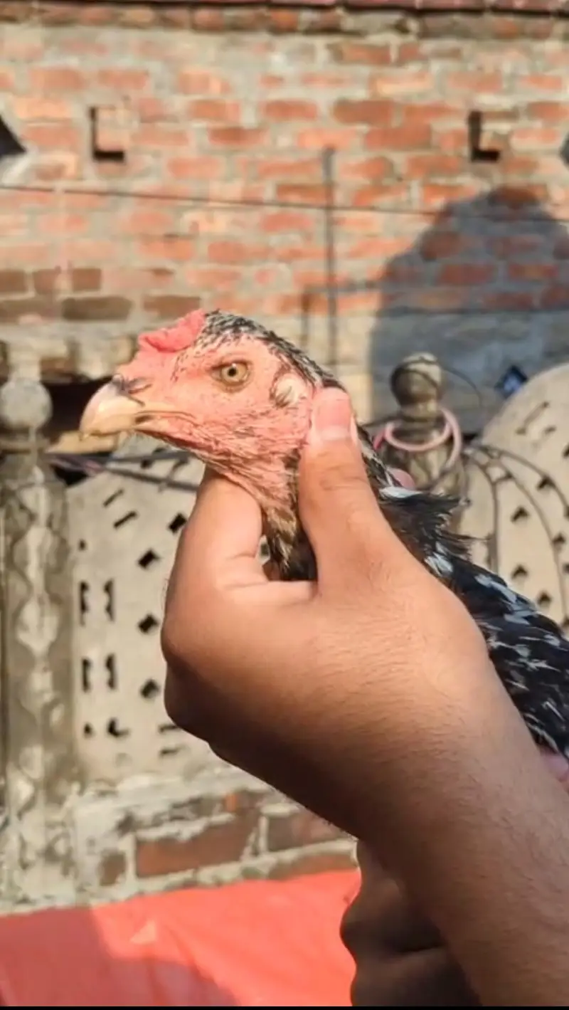 old blood miawali aseel  breeder (pair ) Madi Thai cross — photo 5