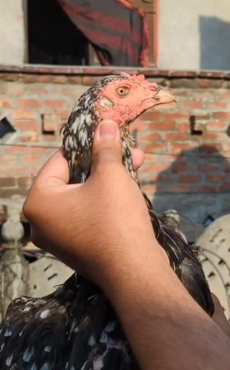 old blood miawali aseel  breeder (pair ) Madi Thai cross — photo 6
