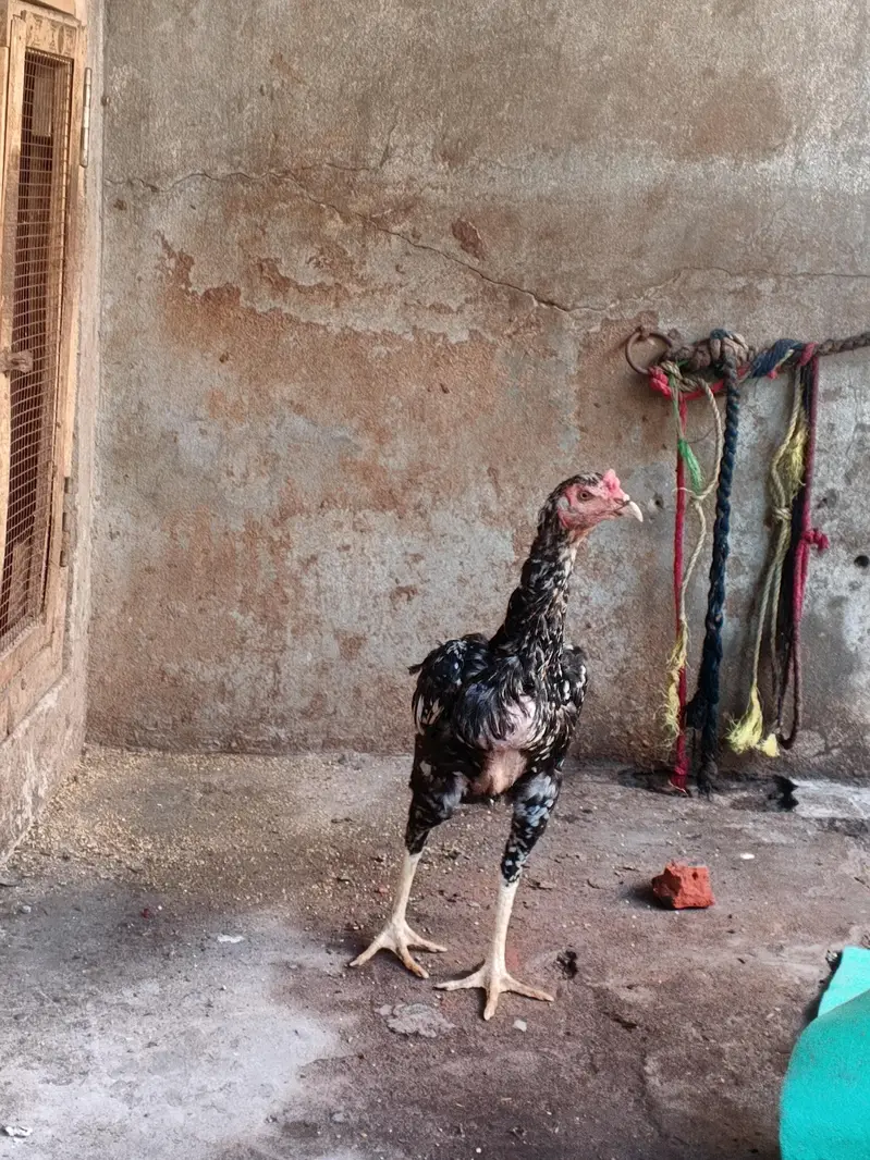 old blood miawali aseel  breeder (pair ) Madi Thai cross — photo 8