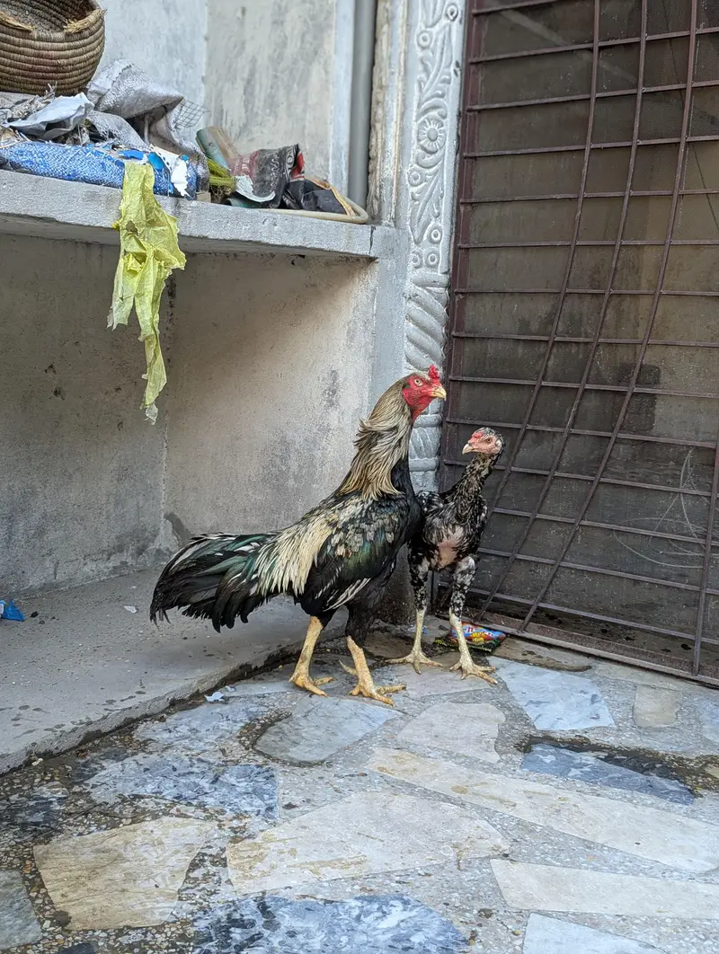 old blood miawali aseel  breeder (pair ) Madi Thai cross — photo 9