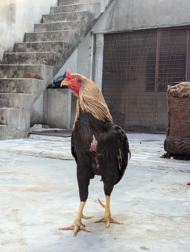 old blood miawali aseel  breeder (pair ) Madi Thai cross — photo 10